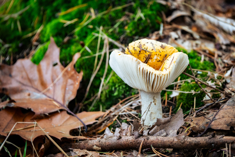 Paddestoelen