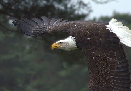 Bald Eagle