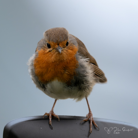 Roodborstje op de spiegel van mijn motor