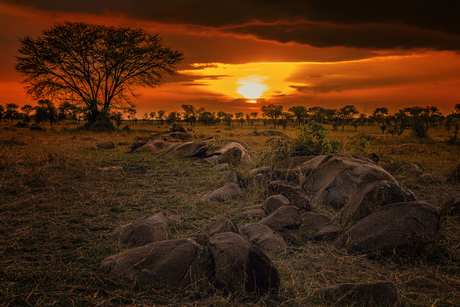 De laatste zonnestralen in de Serengeti