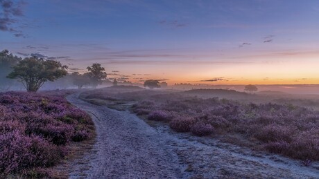 Bloeiende heide op een vroege morgen