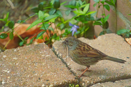 Heggenmus op zoek naar bouwstenen voor een nest