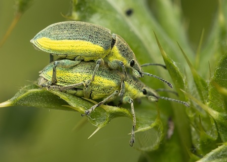 Groene Distelsnuitkever