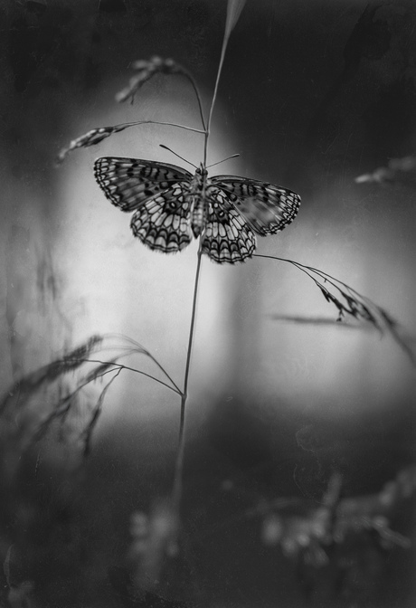 Vlinder zwart wit 