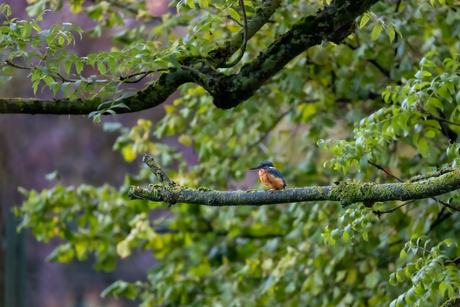 IJsvogel