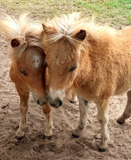 Liefde