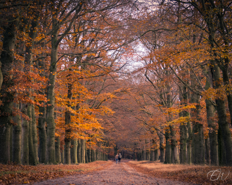 Herfstkleuren