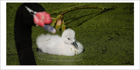 leren zwemmen...................