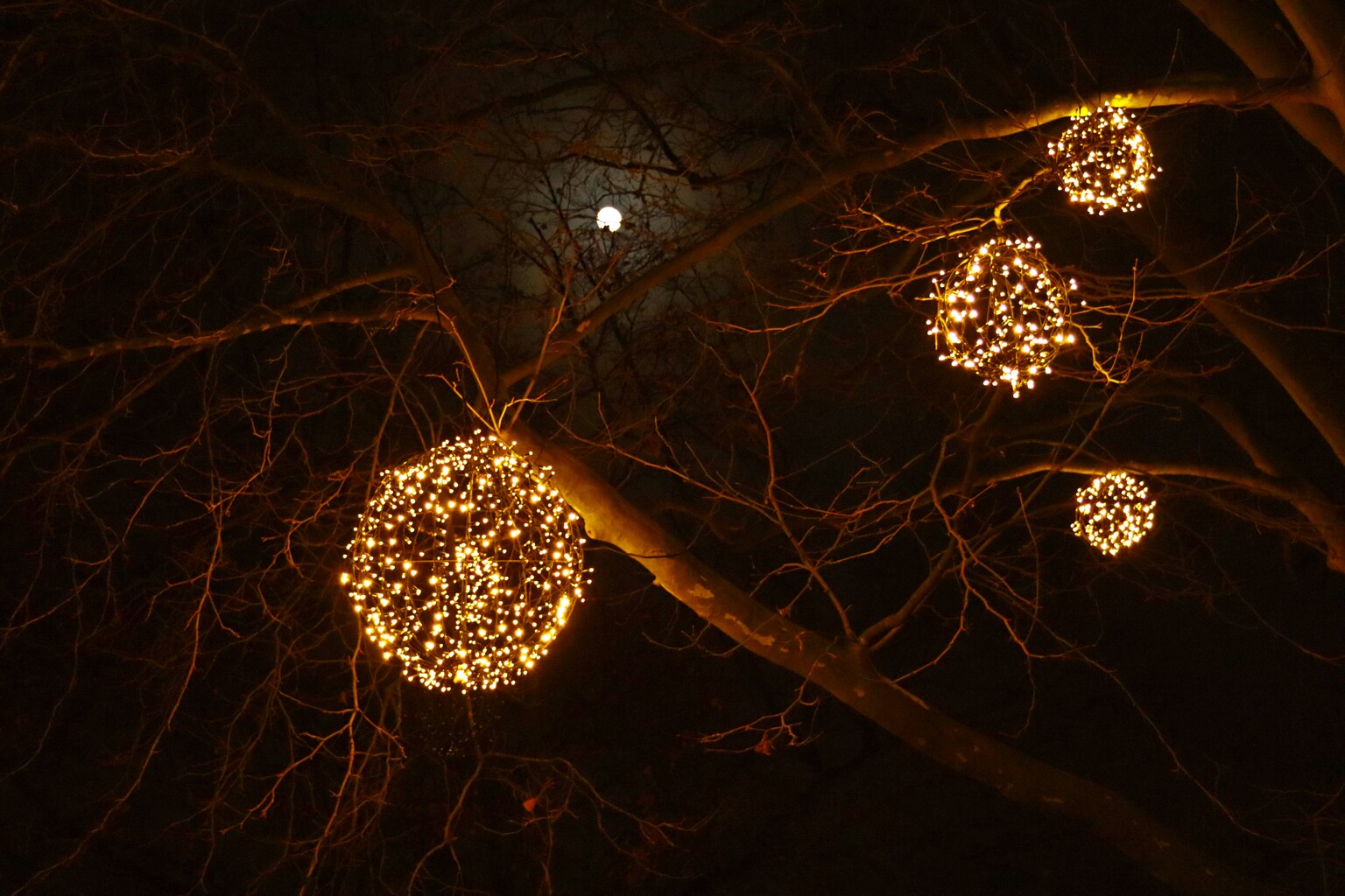 Lampjes in boom met de maan - foto Smeets - Natuur - Zoom.nl
