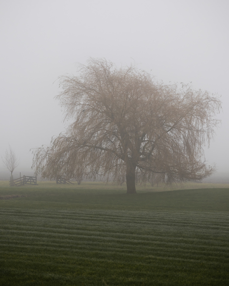 Contrast in de mist 