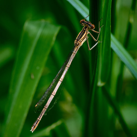 Libelle in het gras
