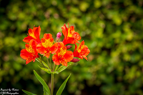 Alstroemeria