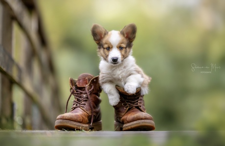 Puppylove