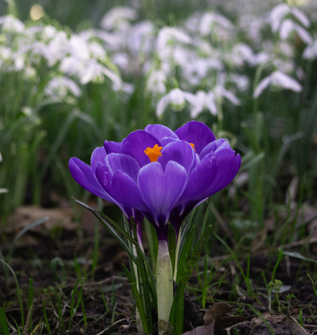 Sneeuwklokjes maken plaats voor de lente 