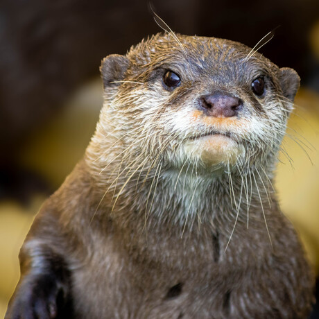 Otter