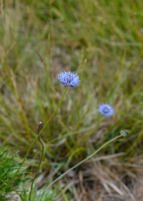 Zandblauwtje