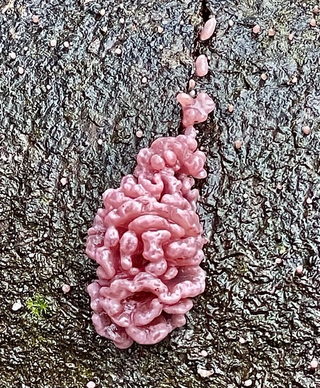 Grootsporige paarse knoopzwam