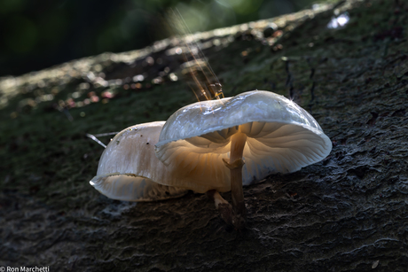 Insecten houden geen rekening met sluitertijden.