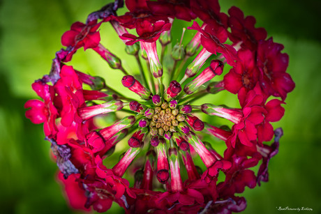 Bijna draaisymmetrisch