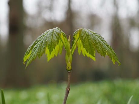 Jonge boom