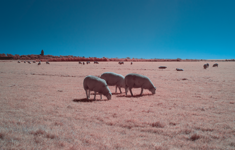 Grazende schapen op Ameland