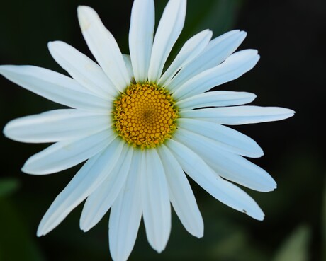 Margriet