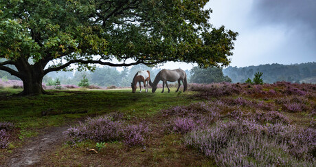Horses and Heather