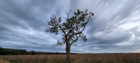 Boom op dwingelderveld 