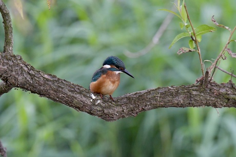 Juv. Ijsvogel