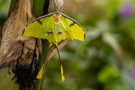 De Komeetstaartvlinder