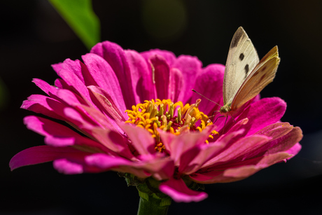Zinnia's