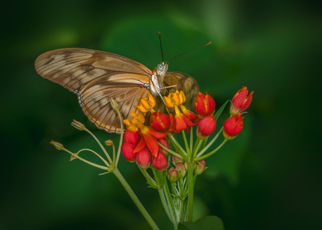 Dryas julia