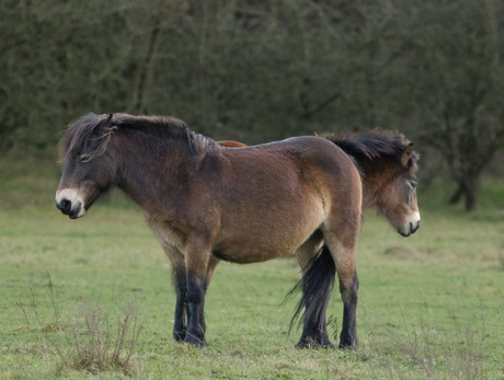 Exmoor paarden