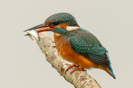 Egri tanali yalangoch ayollar Gina ilohiy anal