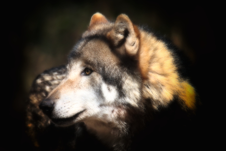 Het verhaal van Roodkapje en de ....