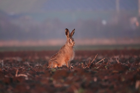 Haas tijdens het gouden uurtje