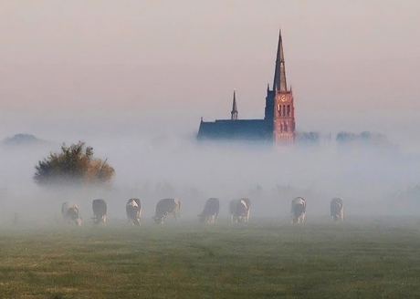 Koeien komen vóór de kerk de mist uit