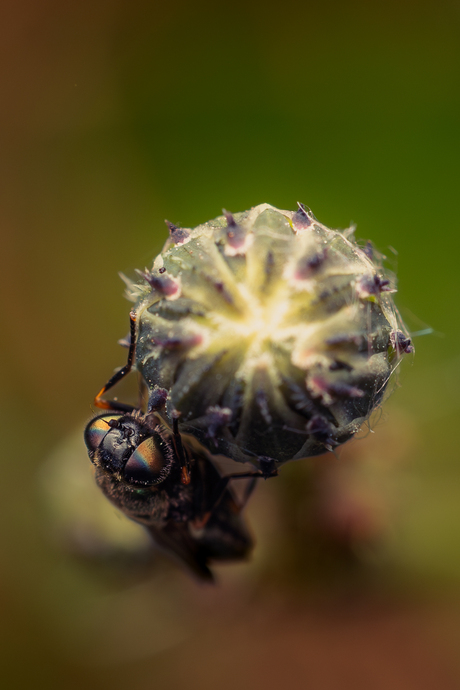 Gewone prachtwapenvlieg 