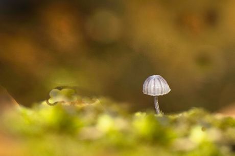 Mini paddenstoeltje