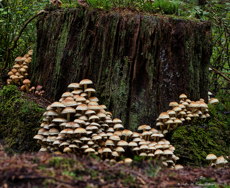 Paddenstoelen