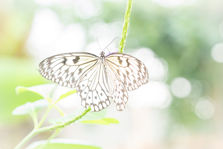 High key Papiervlinder.