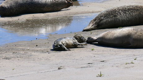 pas geboren zeehond