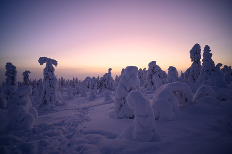 Sneeuwlandschap tijdens zonsondergang in Lapland