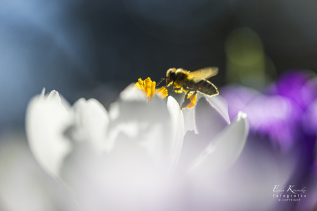 Het bloemetje en de bij. 