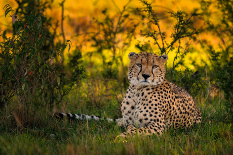 Cheetah in de schaduw