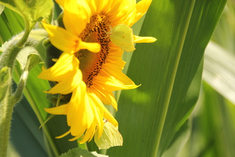 Zonnebloem 