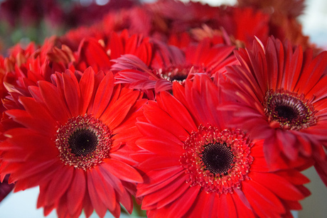 Gerbera 2