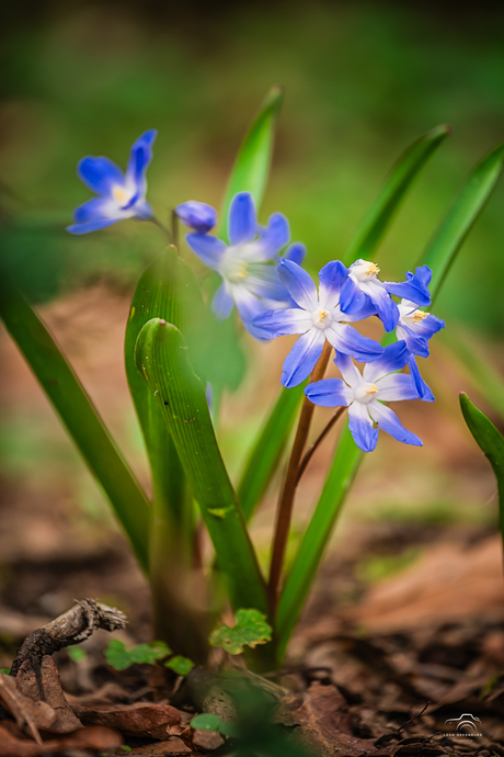 Lente in het Kralingse Bos
