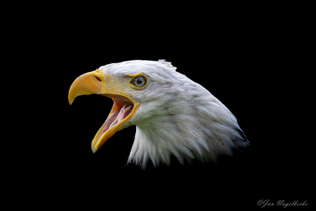 Bald eagle