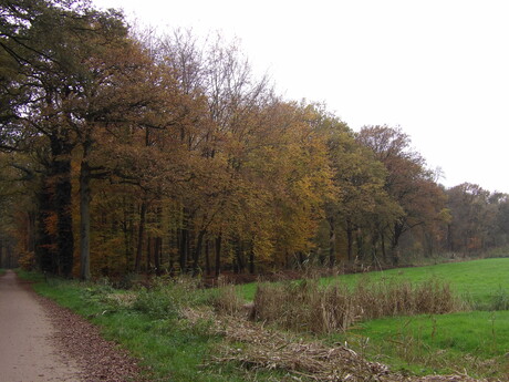 Uitproberen toestel met bossen